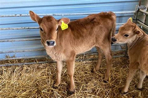 Dairy Cattle Miniature Jerseys We love our starter herd of Miniature Jersey, Mid-size Jersey, and Small Standard Jersey cattle. . Calf for sale near me